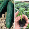 Cucumber Market More Plug Plants X 3