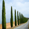 Pair of Italian Cypress Trees 1.2 - 1.4m Tall Ornamental Evergreen Shrubs Potted