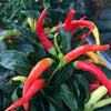 Patio fire chilli viable seeds - Dwarf Medium Hot Chili Pepper 10 seeds
