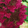 Hydrangea paniculata Wims Red Compact Deciduous Potted Shrub Garden Plant