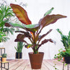 Ensete ventricosum Maurelii Red Leaf Banana Young Plant in 9cm Pot Fully Tracke