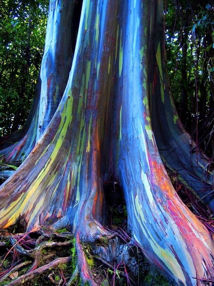 RARE RAINBOW EUCALYPTUS, Mindanao Gum, Deglupta - 15+ Viable Seeds