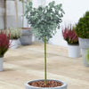 Eucalyptus gunnii Standard Tree 60-100cm cm Tall in a 1L Pot