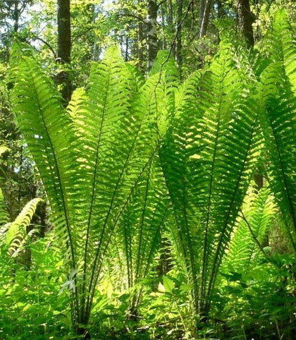 Shuttlecock Fern Plant Gigantic XXXL (matteuccia struthi)