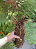 Shuttlecock Fern Plant Gigantic XXXL (matteuccia struthi)