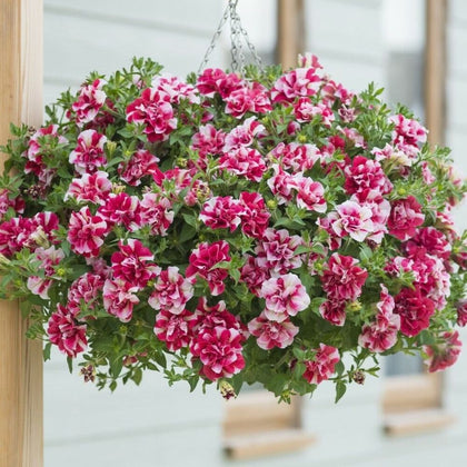 Petunia Garden 'Frills & Spills Cherry Ripple' Half-Hardy Annual 9cm Pots