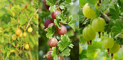 3 Mixed Gooseberry Plants - Red, Green and Yellow Bushes Ready To Fruit!