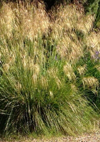 25 seeds Stipa Gigantea