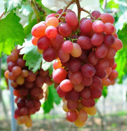 3 x Vitis Grape Mix - Garden Grape Fruit Vine Grow Your Own Grapevine