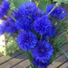 Cornflower 'Blue Ball' - Centaurea Cyanus - seeds - Annual