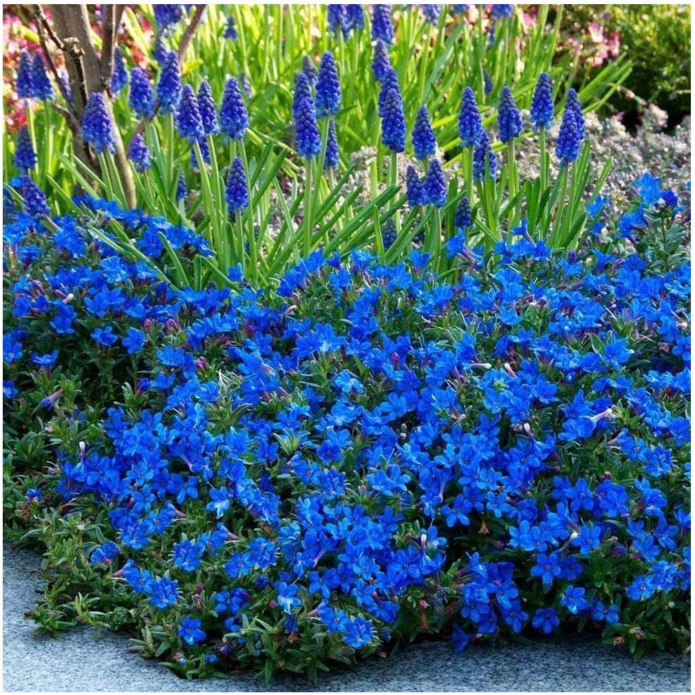 1 Litre (13cm) Pot Lithodora Diffusa Heavenly Blue Low Spreading Evergreen Deep Blue Summer Flowers