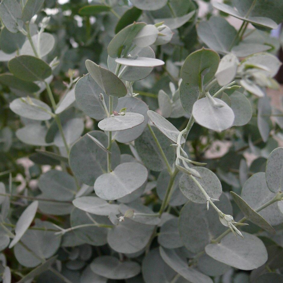 Hardy Eucalyptus Cider Gum, Eucalyptus gunnii, Plug Plant.