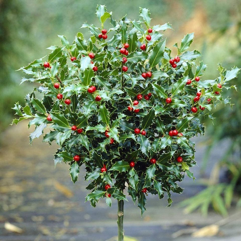 Holly Tree Standards with Real Berries