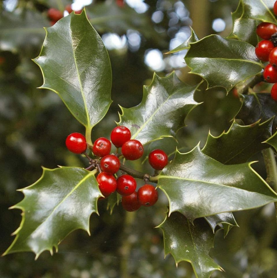 Holly Tree Standards with Real Berries