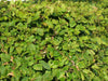 20 Native Hornbeam Hedging Plants 40-60cm Trees Hedge,2ft,Good For Wet Ground Bare rooted