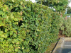 20 Native Hornbeam Hedging Plants 40-60cm Trees Hedge,2ft,Good For Wet Ground Bare rooted