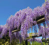 Wisteria Sinensis Hardy Garden Scented Flowering Climbing Shrub 1x 9cm Pot