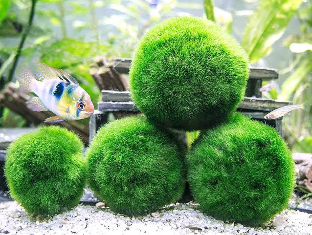 6 Aquatic Marimo Moss Balls