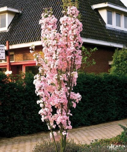 1 Japanese Flowering Cherry/'Kanzan' 4-5ft Tall, Large Deep Pink Flowers