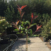 Photinia Red Robin Tree Standard Plants Hardy Red Evergreen Outdoor Garden Plant for Patios & Outdoors Baring Red Foliage