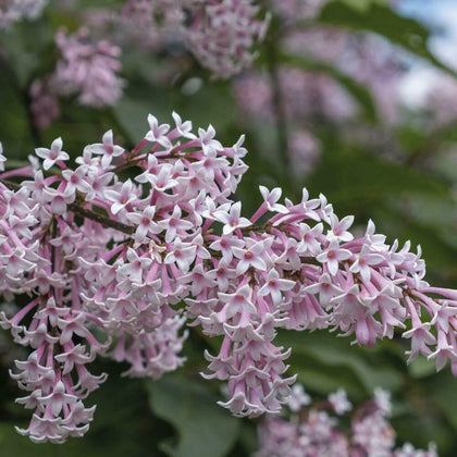 Lilac Fragrant Trio Collection Hardy Shrub Garden Plant 3 Varieties 9cm Pots