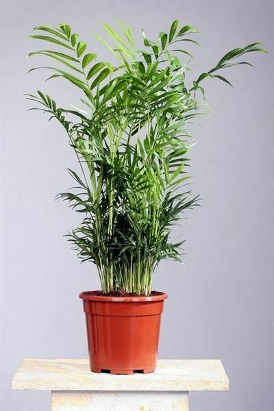 Chamaedorea elegans plant in a 17cm pot. Parlour Palm. 60-70cm tall.