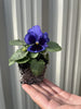 20 Pack Pansies | Garden Ready Plants | Mixed Colours -