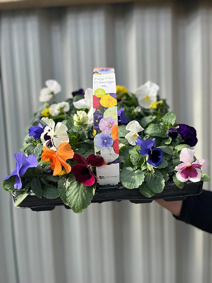 20 Pack Pansies | Garden Ready Plants | Mixed Colours -