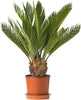 Cycas Revoluta | Indoor 30-40cm Potted Sago Palm | Houseplants for Sale