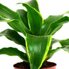 Dracaena Tender Shrub Indoor Feature House Plant 'Tornado' 12cm Pot