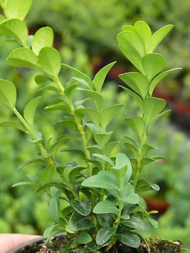 70 Common Box/Buxus Sempervirens 20cm Tall Evergreen Hedging Plants in 9cm
