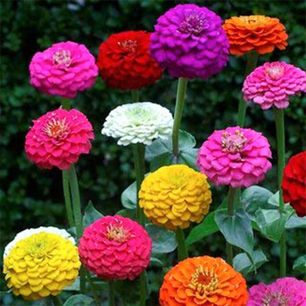 50 Pom Pom Giant Lilliput Seeds Grow Bright Mixed Coloured Garden & Vase Flowers