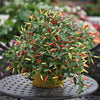 Chilli Pepper 'Basket of Fire'. Value Plug Plant x 5. Ideal for hanging baskets