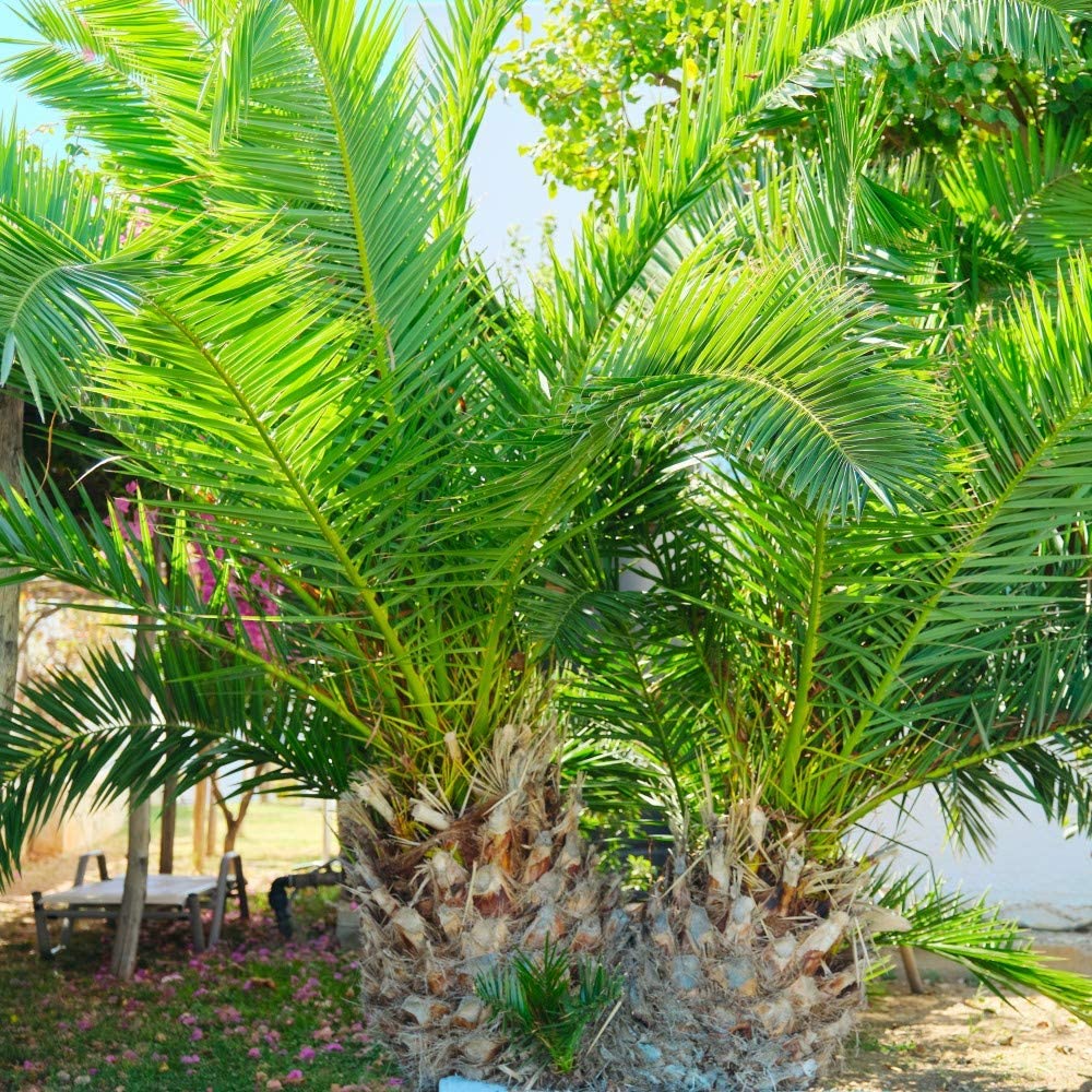 Pair of Phoenix Palm Canariensis Exotic Outdoor Plants Drought Tolerant Evergreen Palm Tree Canary Island Date Baring Tropical Spiked Foliage 2X Palms in 1.5L Pots