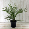 Pair of Phoenix Palm Canariensis Exotic Outdoor Plants Drought Tolerant Evergreen Palm Tree Canary Island Date Baring Tropical Spiked Foliage 2X Palms in 1.5L Pots