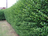 10 Green Privet Plants 2-3ft Tall, Evergreen Hedging, Grow a Quick, Dense Hedge