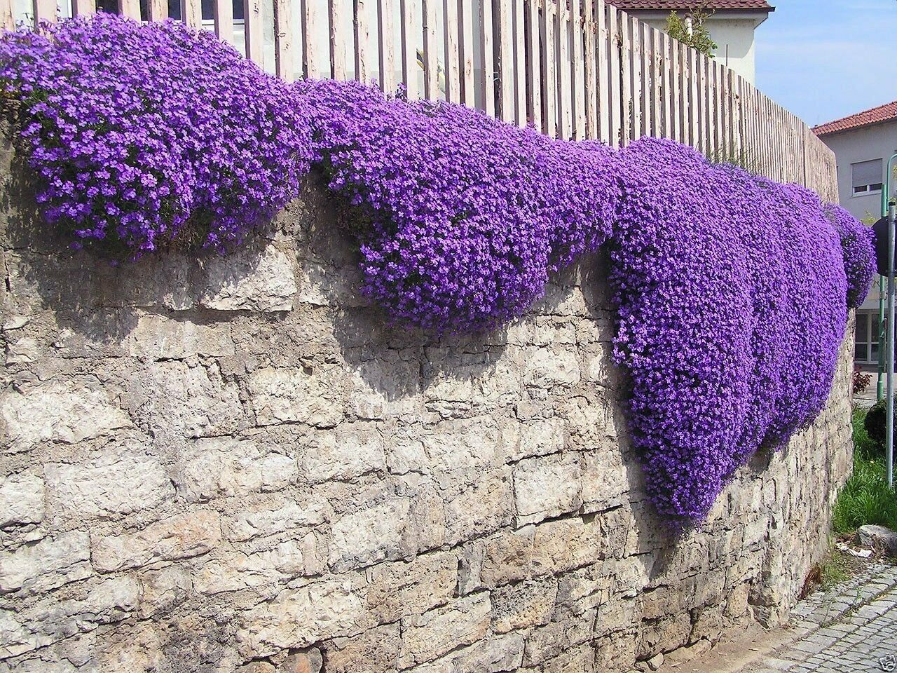 Creeping Thyme - Garden Plant Herb - Viable 20 Seeds