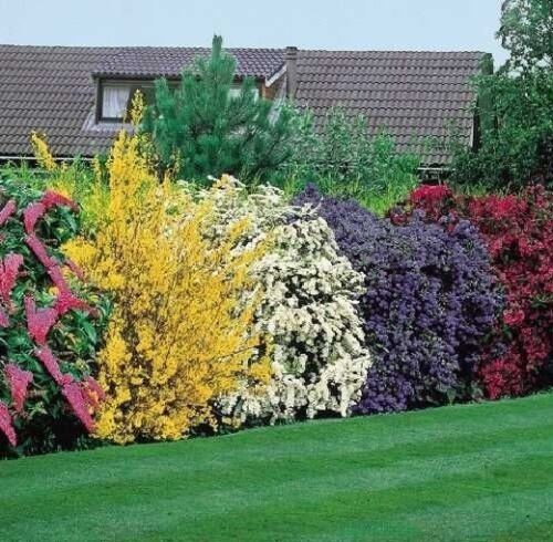 10X MIXED ESTABLISHED GARDEN SHRUBS - HIGH QUALITY POTTED PLANTS NOT PLUG PLANTS