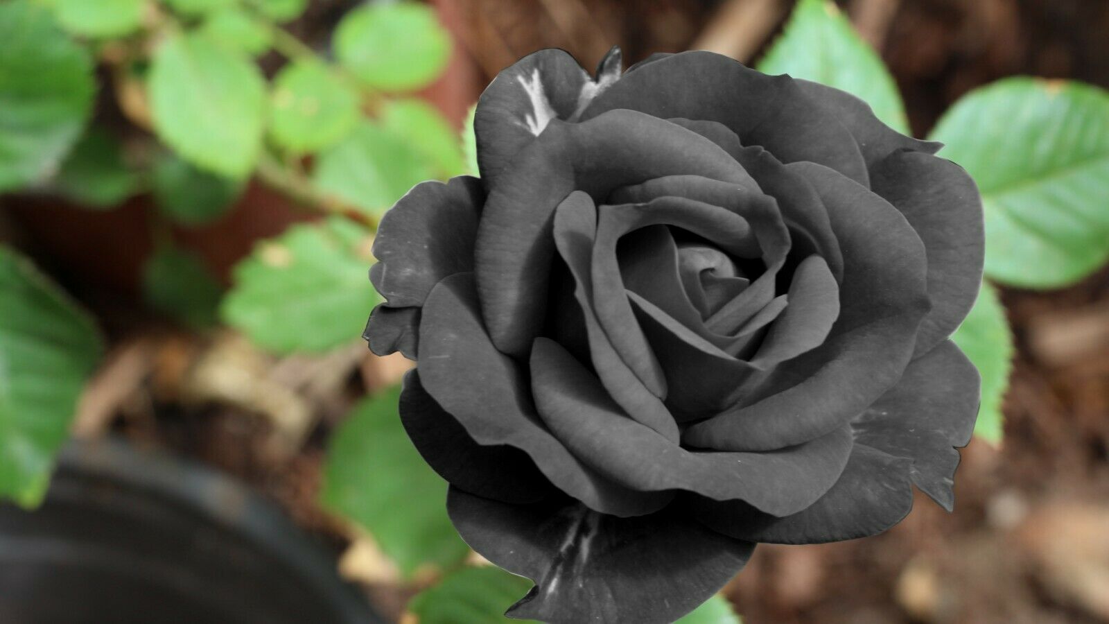 Black Rose Flower Viable Seeds Garden Plant 20pcs