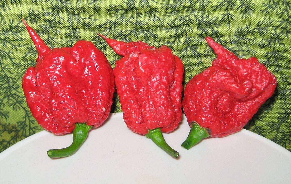 Carolina Reaper Chilli Pepper Seeds Super Hot!!! Genuine Viable Seeds, 10 seeds