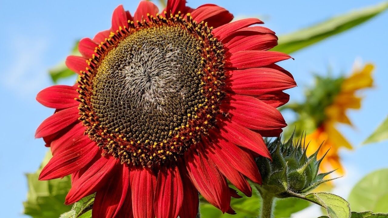 Red Sunflower - Viable Seeds
