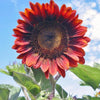Red Sunflower - Viable Seeds