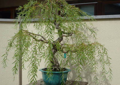 Rooted Weeping willow Bonsai Tree project cutting, fast growing beautiful tree