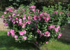 ROSE OF SHARON (Hibiscus syriascus) HARDY PERENNIAL PLANT 50 SEEDS PER PACK