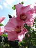 ROSE OF SHARON (Hibiscus syriascus) HARDY PERENNIAL PLANT 50 SEEDS PER PACK