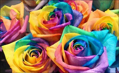 Rare Multi-Colors Rainbow Rose Flower 100  Seeds Garden Plant