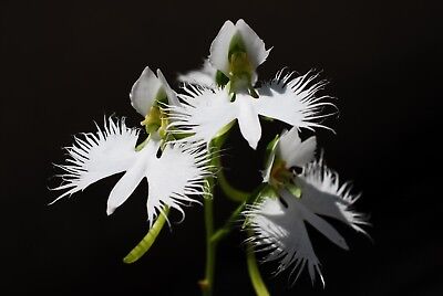 WHITE EGRET ORCHID 10 FLOWER Habenaria Radiata Viable Seeds