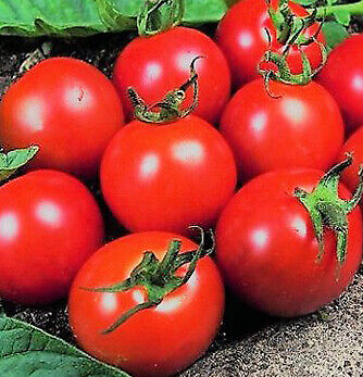 TOMATO -BURLESQUE - 15 SEEDS (BLIGHT RESISTANT)