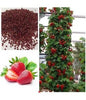 Red Climbing Strawberry Viable Seeds, Garden Pot Creeping Plant, Seeds