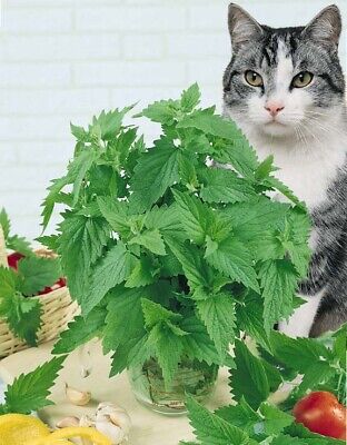 200 CATNIP SEEDS - Nepeta Cataria cat mint